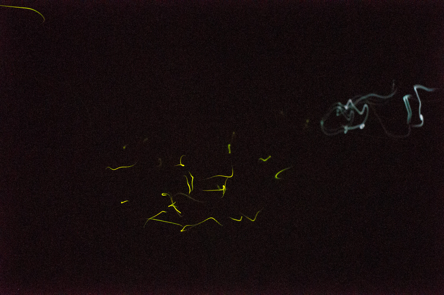 台中奧萬大森林保護區拍攝